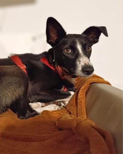 Berta: Eine ganz besondere Hündin