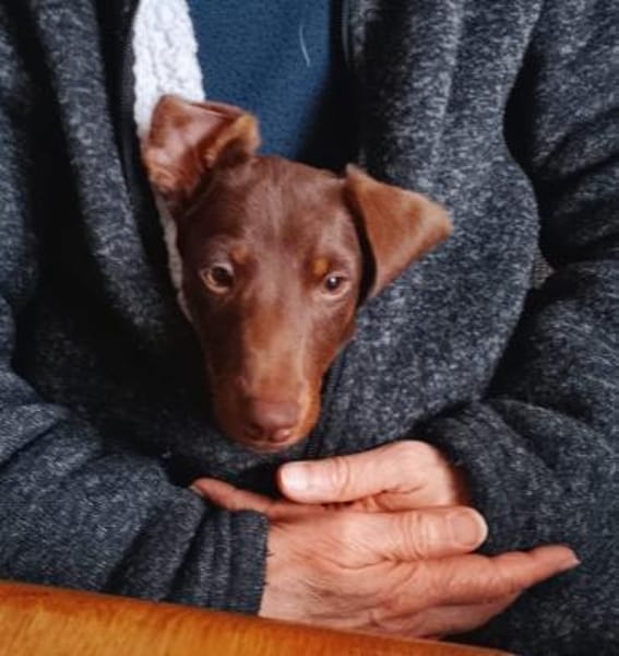 Silvester, fröhlicher Dackelwelpe