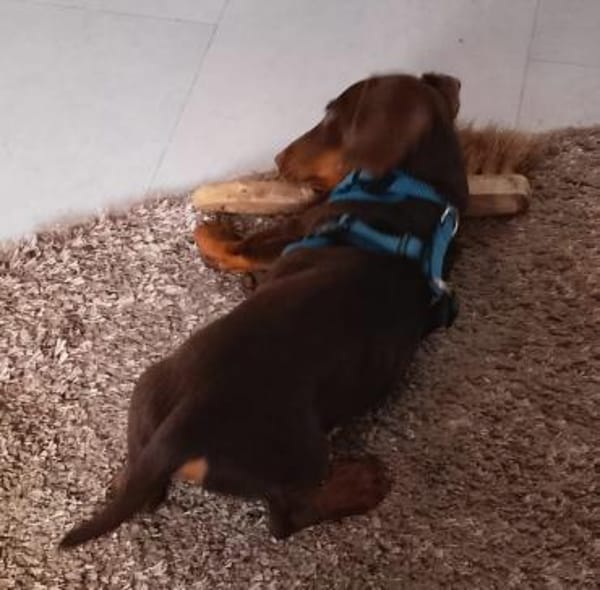 Silvester, fröhlicher Dackelwelpe