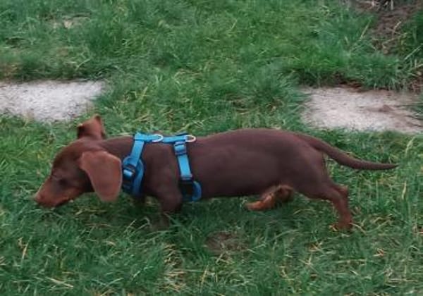 Silvester, fröhlicher Dackelwelpe