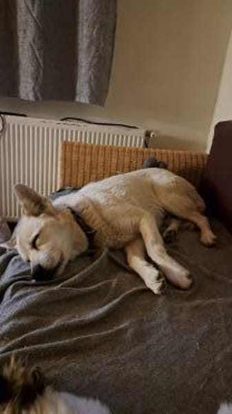 Hugo sucht einen Kuschelplatz