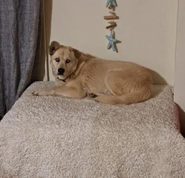 Hugo sucht einen Kuschelplatz