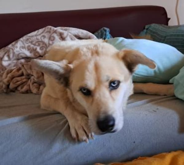 Hugo sucht einen Kuschelplatz