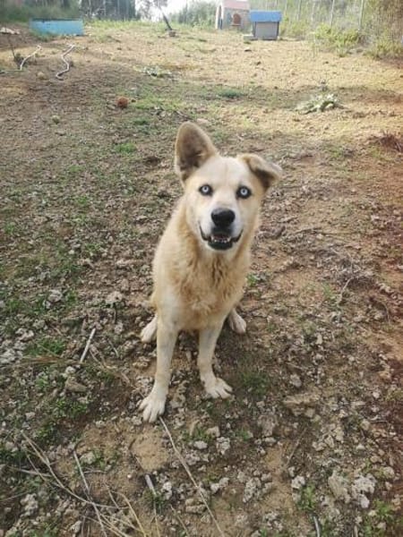 Hugo sucht einen Kuschelplatz