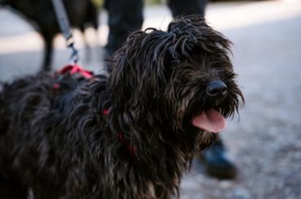 Liebe Wuschelmaus Pola