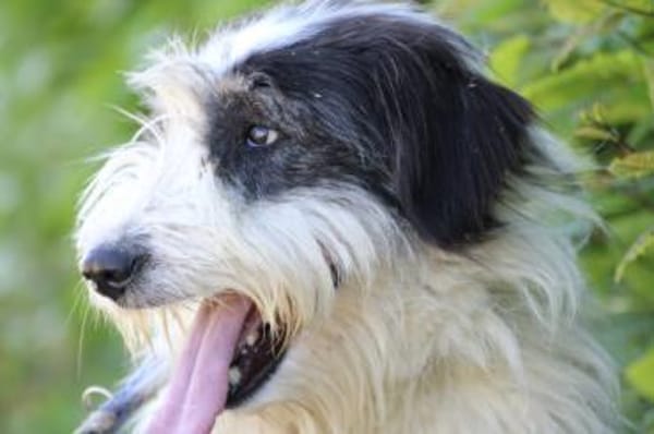 Muri - hübscher Wuschelrüde