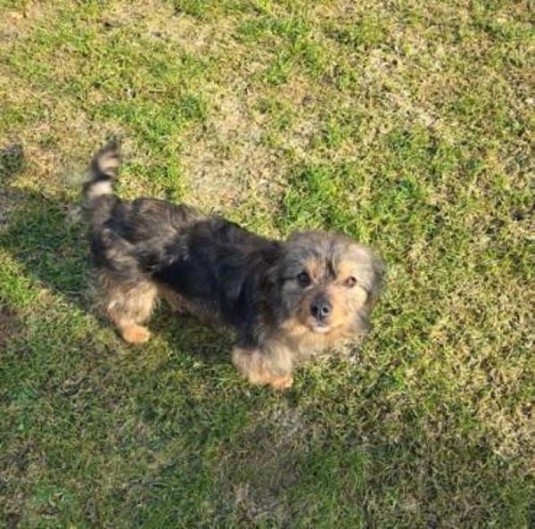 Mini-Yorkie-Mädel Happy sucht dich!