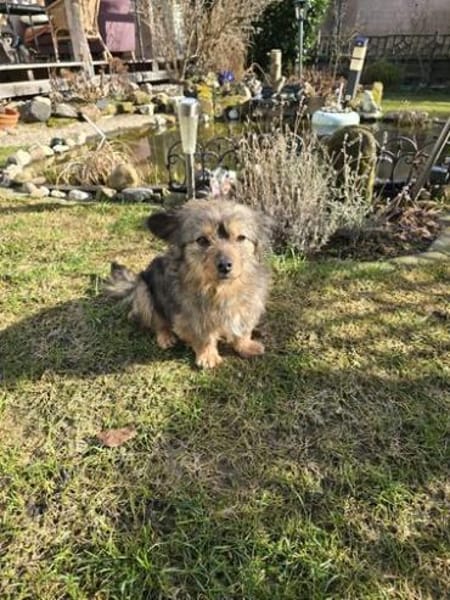 Mini-Yorkie-Mädel Happy sucht dich!