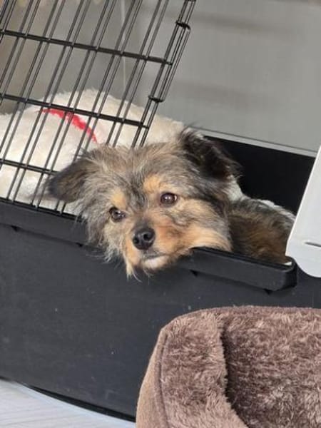 Mini-Yorkie-Mädel Happy sucht dich!