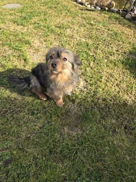 Mini-Yorkie-Mädel Happy sucht dich!