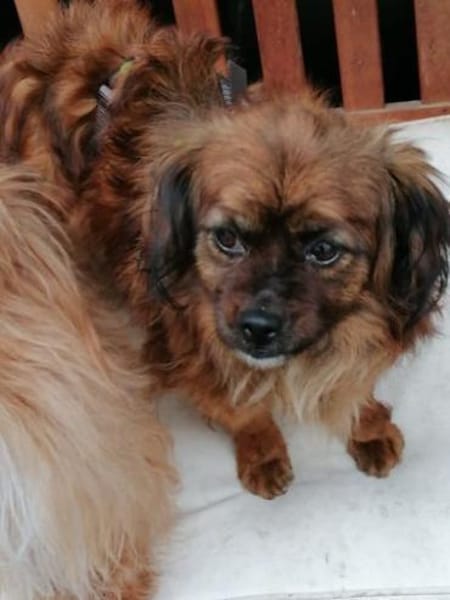 Minikleine Snowie sucht ihre Menschen