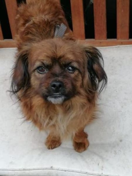 Minikleine Snowie sucht ihre Menschen