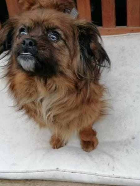 Minikleine Snowie sucht ihre Menschen