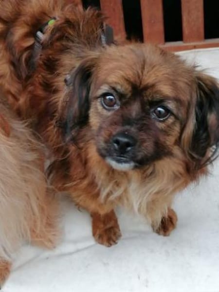 Minikleine Snowie sucht ihre Menschen