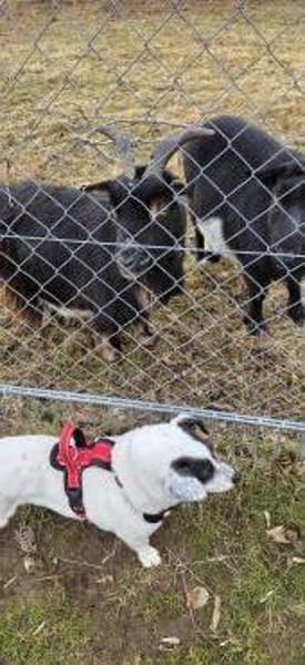 Katzen Freundin Duncika