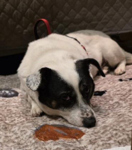 Katzen Freundin Duncika