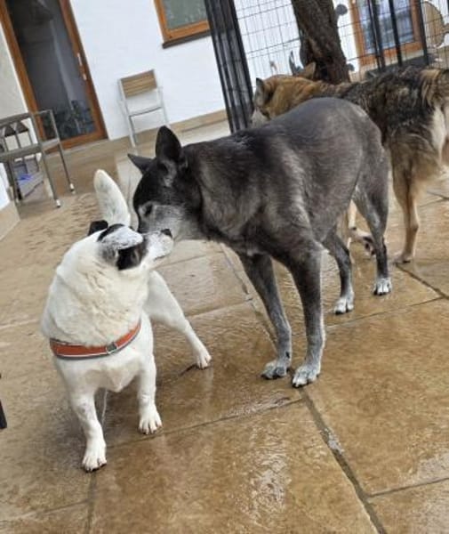 Katzen Freundin Duncika