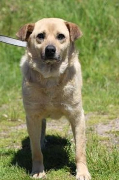 Pablo - verschmust u. zutraulich ❤