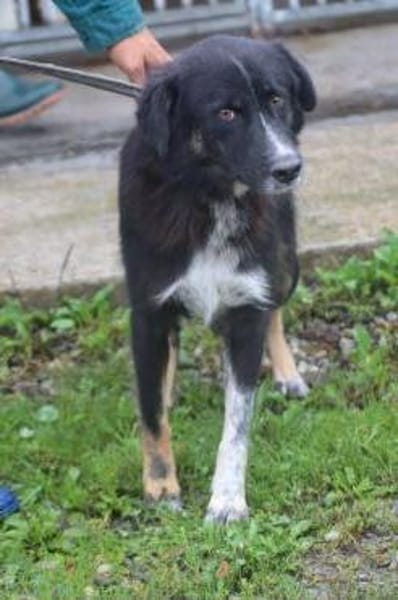 Glihali - zutraulich u. sehr lieb