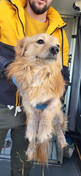 Max, süßer Dackel-Mix Rüde sucht