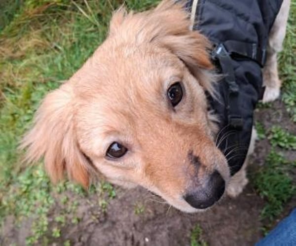 Max, süßer Dackel-Mix Rüde sucht