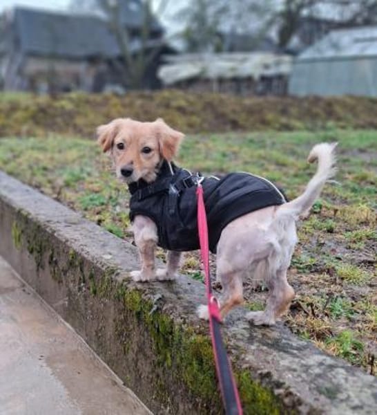 Max, süßer Dackel-Mix Rüde sucht