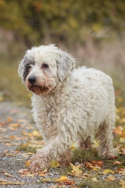 Fridolin - sucht seine Chance ❤