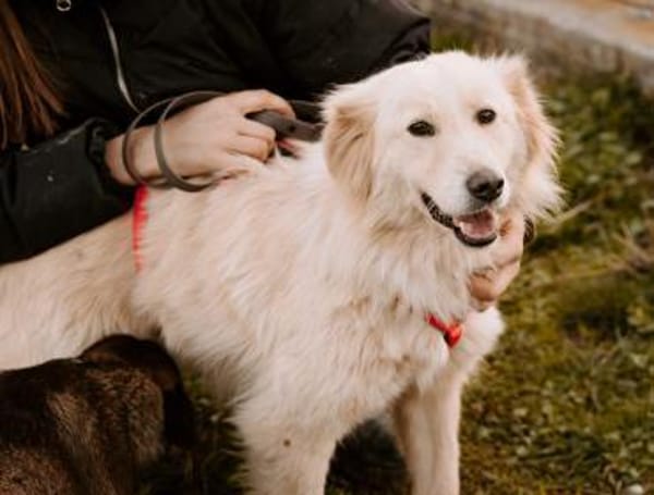Lieber Baddy sucht sein Glück