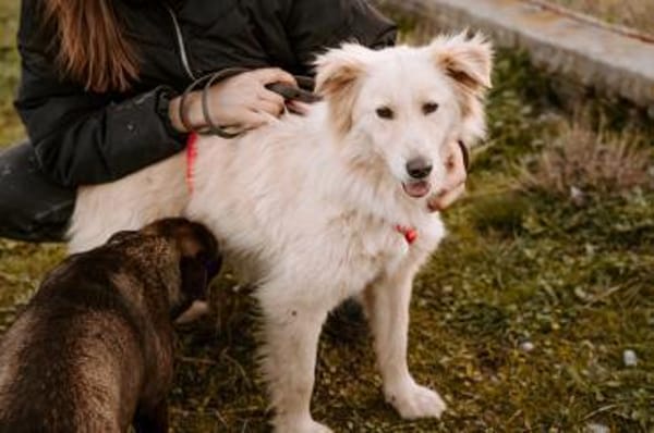 Lieber Baddy sucht sein Glück