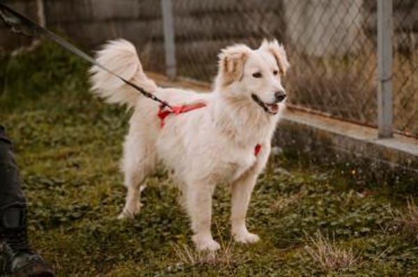 Lieber Baddy sucht sein Glück