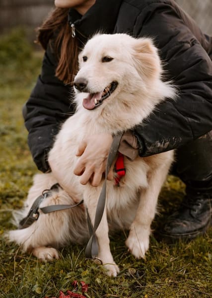 Lieber Baddy sucht sein Glück
