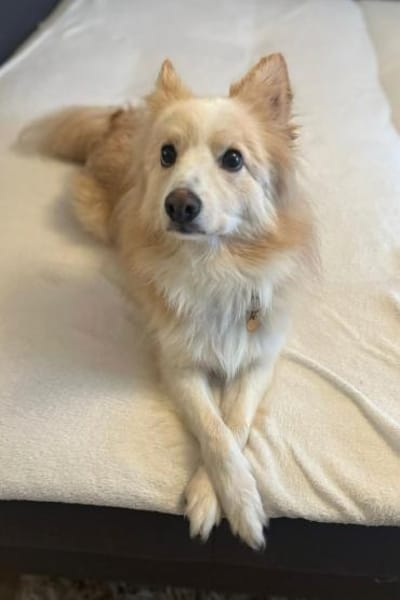 geselliger GRISHAin 22159 Hamburg