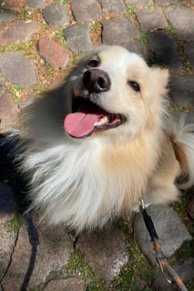 geselliger GRISHAin 22159 Hamburg