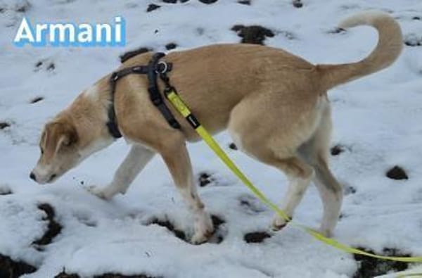 Armani - aktiv, verspielt und neugierig