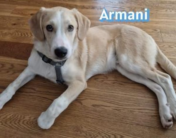 Armani - aktiv, verspielt und neugierig