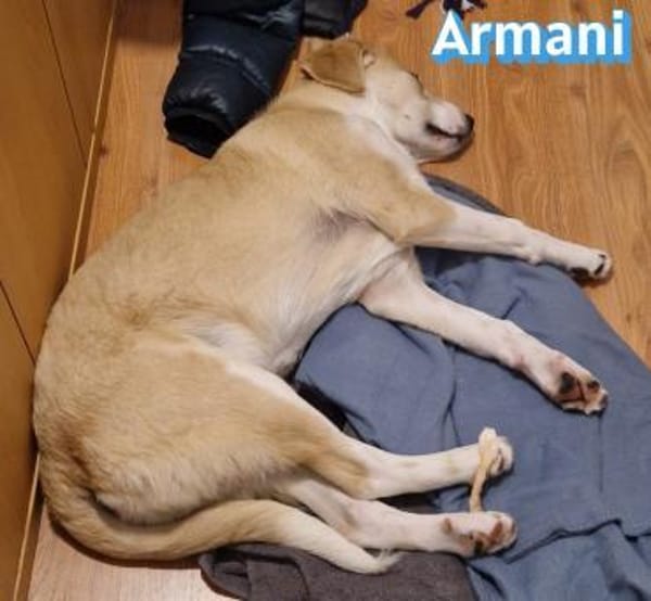 Armani - aktiv, verspielt und neugierig