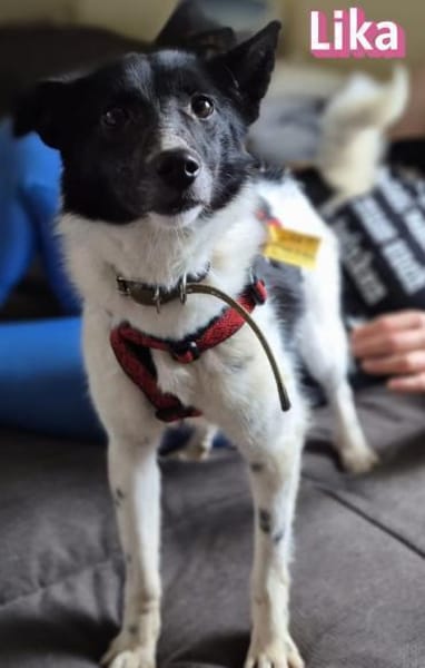 Vermittlungshilfe Lika; 91413 NEA