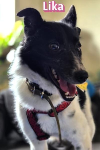 Vermittlungshilfe Lika; 91413 NEA