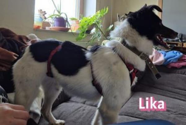 Vermittlungshilfe Lika; 91413 NEA