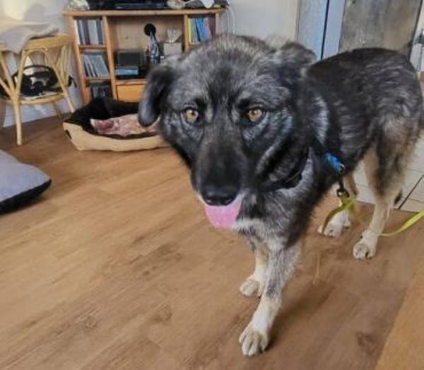 ANA ist eine Traumhündin 😍