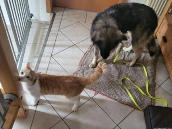 ANA ist eine Traumhündin 😍