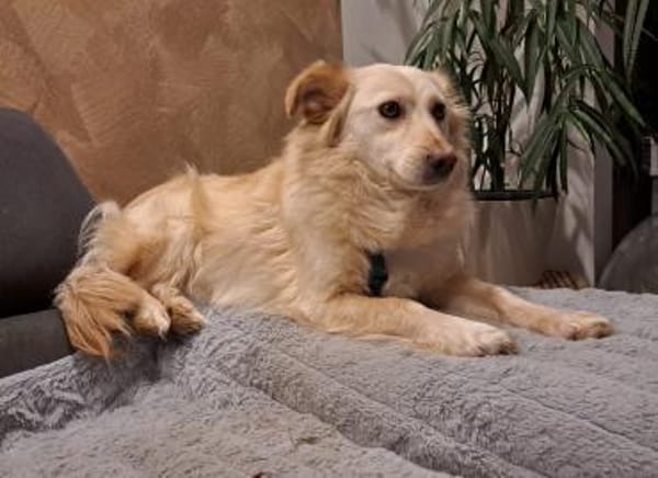 Bella, kleine Schönheit wartet