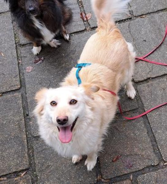 Bella, kleine Schönheit wartet