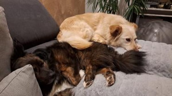 Bella, kleine Schönheit wartet