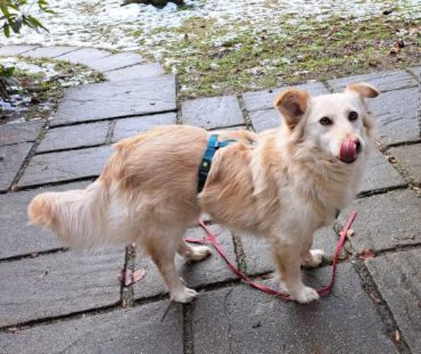 Bella, kleine Schönheit wartet