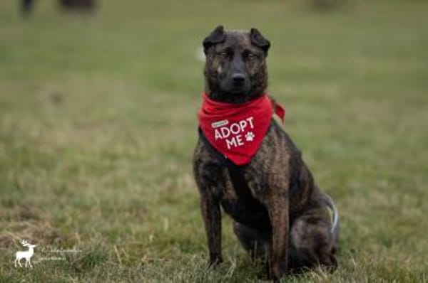 Rosa - eine treue Seele