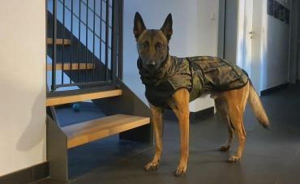 Odin sucht seine Menschen