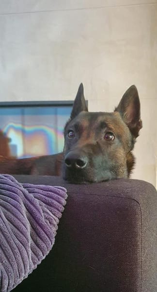 Odin sucht seine Menschen