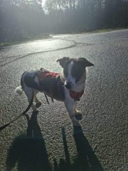 Bebo  40 cm (Pflegestelle)