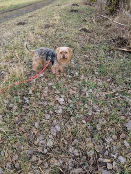 Fido auf Pflegestelle